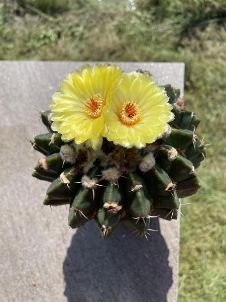 Wigginsia malacocarpus